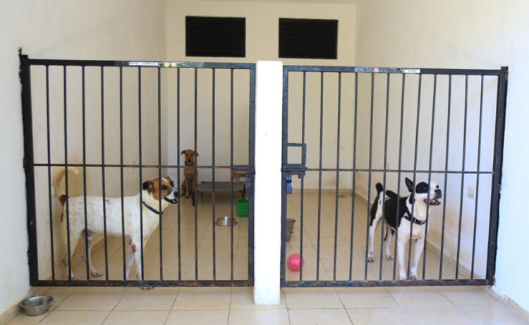 Refugio de animales en Solidaridad en proceso de renovación