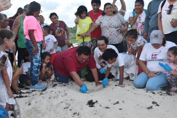 Familias de Cozumel participan en la liberación de crías de tortugas marinas