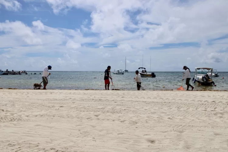 Monitorean de manera permanente en Puerto Morelos la llegada de sargazo