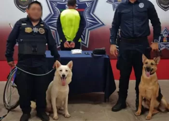 Oficial canino detecta en Chetumal a menor de edad con 37 cigarros de marihuana