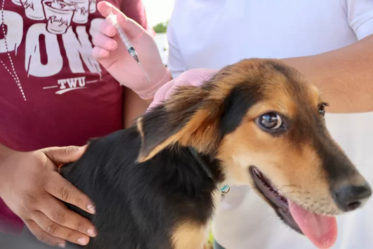 Promueven red de inspectores comunitarios para el bienestar animal