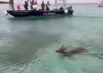 Rescatan a Venado Cola Blanca frente a la isla de Cozumel