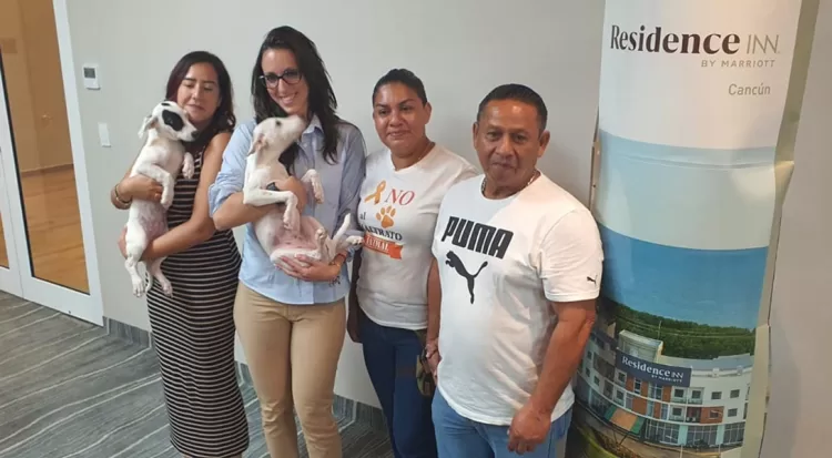 Cachorrilandia lanza campaña de esterilización ante sobrepoblación de perros callejeros en Cancún