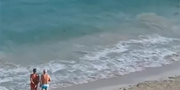 Avistan impresionante tiburón toro en las aguas de Cancún