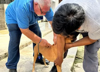 Vinculan a proceso por maltrato animal al dueño de canino