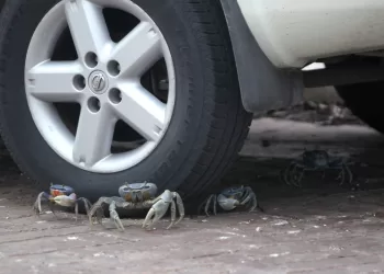 Exhortan a automovilistas de Cancún a extremar precauciones para proteger al cangrejo azul