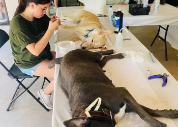 Esterilizan gratis perros y gatos en Ría Lagartos