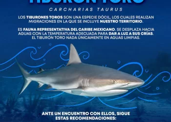 Recomendaciones ante el posible avistamiento de tiburón toro