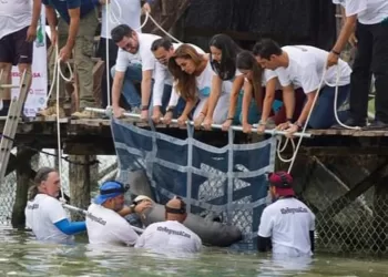 Manatí “Pompeyo” recién liberado es monitoreado de manera constante