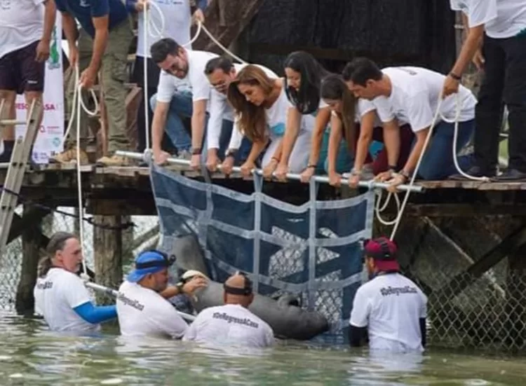 Manatí “Pompeyo” recién liberado es monitoreado de manera constante