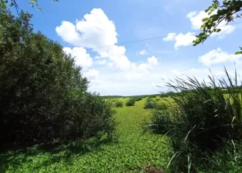 La UAQROO prepara plan piloto para atender problema de la lechuguilla en Chetumal