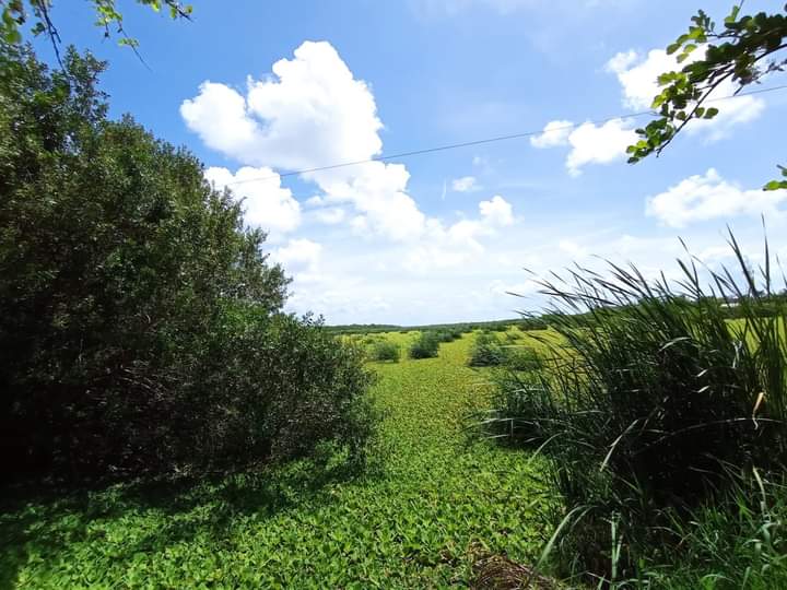 La UAQROO prepara plan piloto para atender problema de la lechuguilla en Chetumal