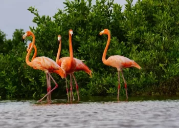 Registran la llegada de flamencos rosados a Punta Sur de Cozumel
