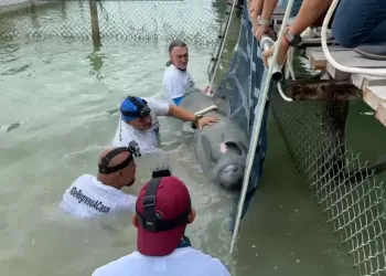 Liberan en la Laguna Milagros al manatí “Pompeyo”