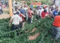 Se desploma árbol de Navidad previo al inicio de las fiestas en José María Morelos