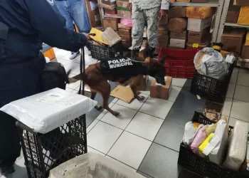 Con unidad canina, refuerzan la seguridad en el municipio de Benito Juárez
