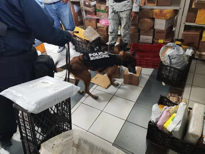 Con unidad canina, refuerzan la seguridad en el municipio de Benito Juárez