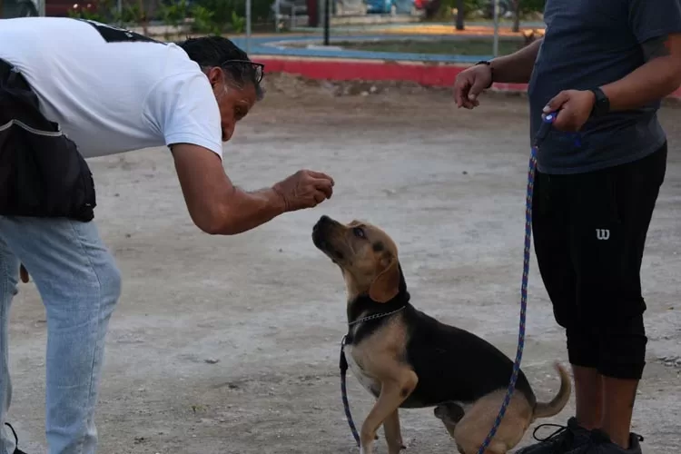 Imparten bomberos de Cancún adiestramiento canino básico
