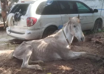 Rescatan en Cancún a dos caballos que encontraron en malas condiciones
