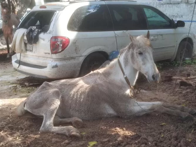 Rescatan en Cancún a dos caballos que encontraron en malas condiciones