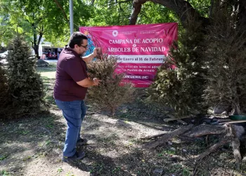 Abiertos 26 centros de acopio para llevar árboles navideños