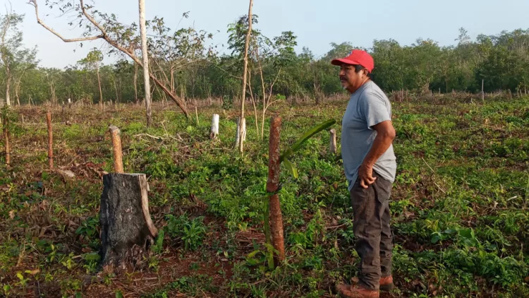 “Las Cabañuelas” siguen vigentes en las comunidades rurales de Lázaro Cárdenas