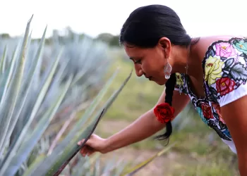  Explorando la Tradición Mexicana: Destilería Artesanal Mayapán