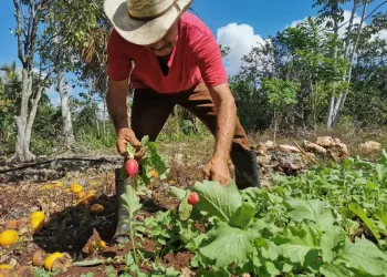 El sector agrícola de Puerto Morelos registra un repunte importante