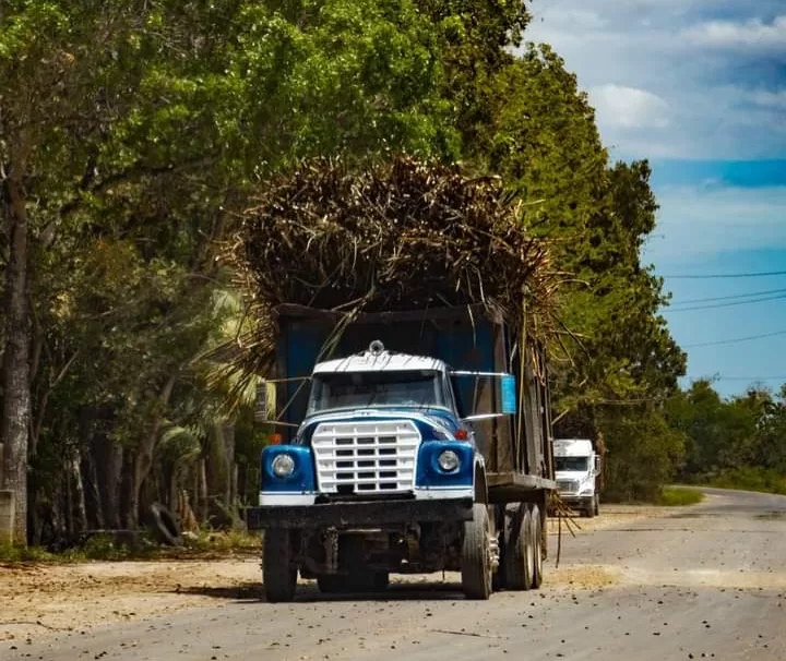 Revisión en la zona cañera de Quintana Roo para evitar que menores trabajen