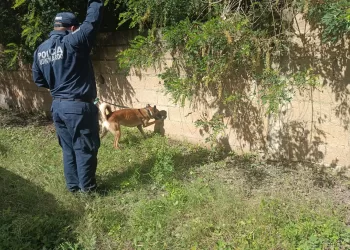 Incorporan siete binomios caninos en el combate a la delincuencia en Quintana Roo