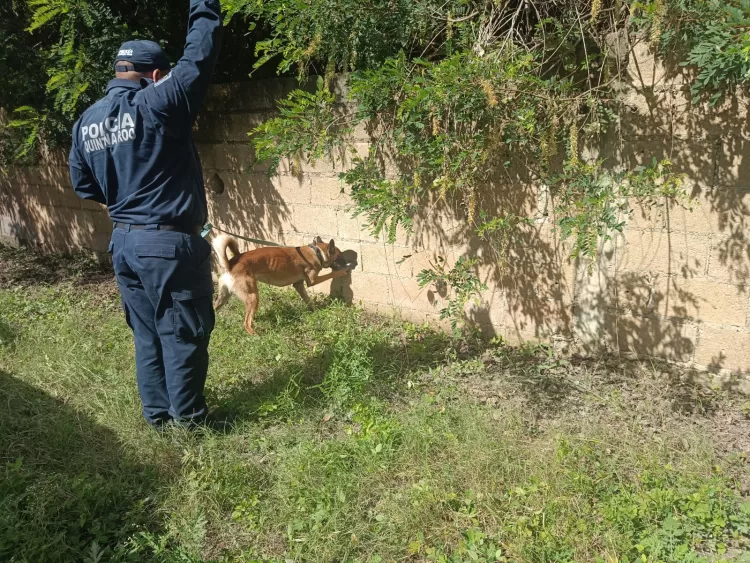 Incorporan siete binomios caninos en el combate a la delincuencia en Quintana Roo