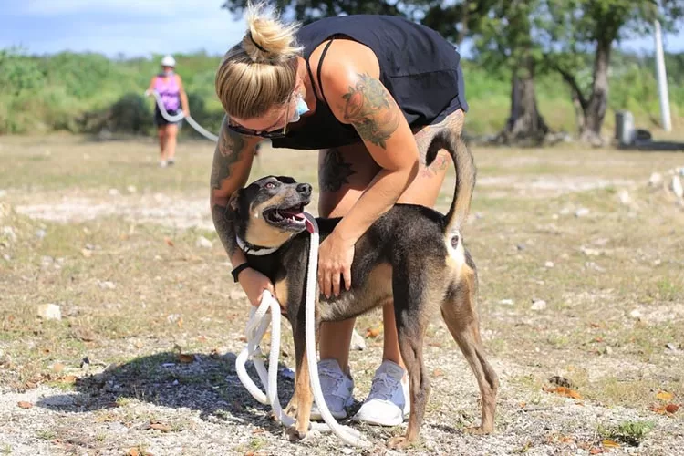 Un éxito el nuevo reglamento para mascotas al impulsar la adopción