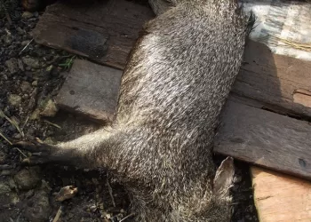 Animales silvestres sufren por la temporada de secas y la falta de alimentos