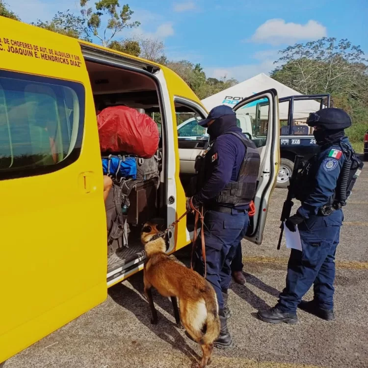Binomios caninos se suman a operativos de vigilancia en Quintana Roo