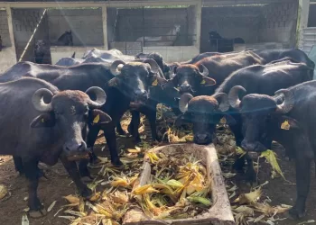 Avanza sin contratiempos la crianza de búfalos en Zona Continental de Isla Mujeres