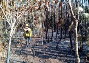 Lázaro Cárdenas, en alerta ante posibles incendios forestales