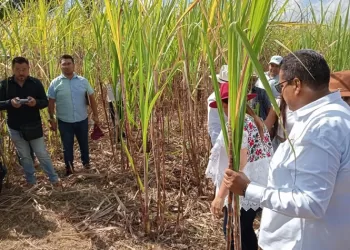 Pretenden ampliar hasta junio la cosecha de caña en Quintana Roo