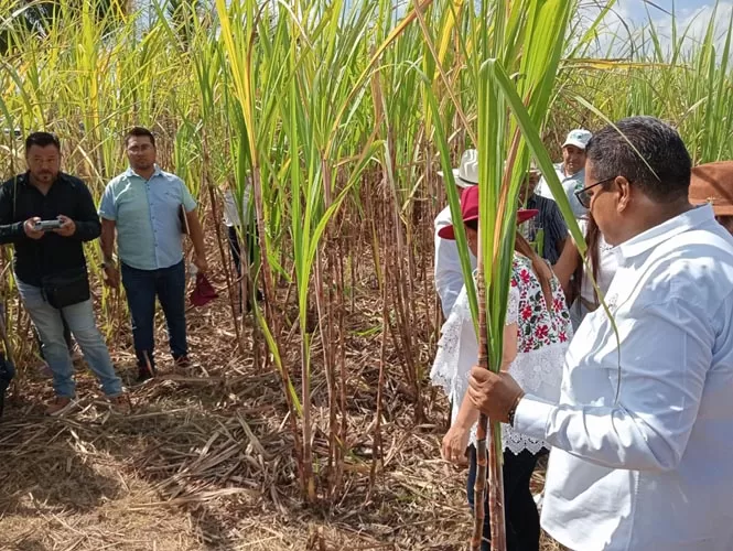 Pretenden ampliar hasta junio la cosecha de caña en Quintana Roo