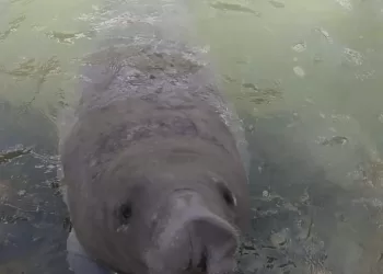 Reportan fallecimiento de “Pompeyo” manatí liberado en la Laguna Guerrero