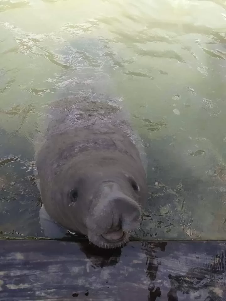 Reportan fallecimiento de “Pompeyo” manatí liberado en la Laguna Guerrero