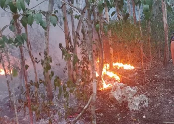 Reportan incendios forestales en 5 municipios