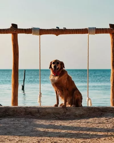 Murph, “lomito Influencer” que promociona Holbox en redes sociales