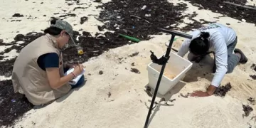 Inicia la temporada de anidación de tortugas marinas en Cozumel