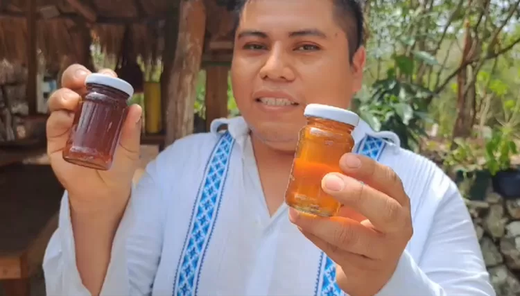 Cobá comparte milenario tesoro, la miel medicinal de las abejas Meliponas