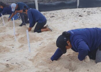 Refuerzan en Cancún medidas para proteger huevos de tortuga marinas