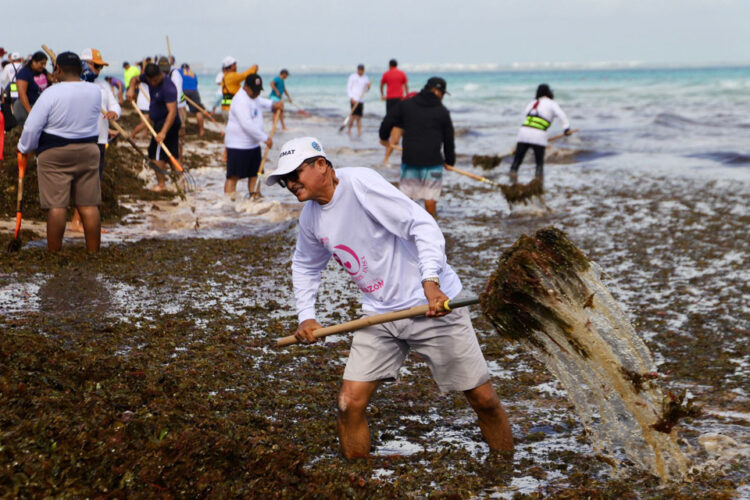 Isla Mujeres enfrenta atípico desafío y retira 150 toneladas en sargazo en un día