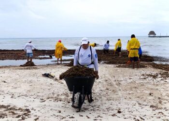 Isla Mujeres atiende en Playa Norte recale atípico de sargazo