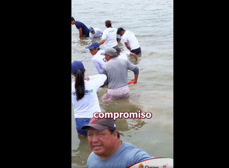 Realizan jornada de restauración de manglar en Punta Sur