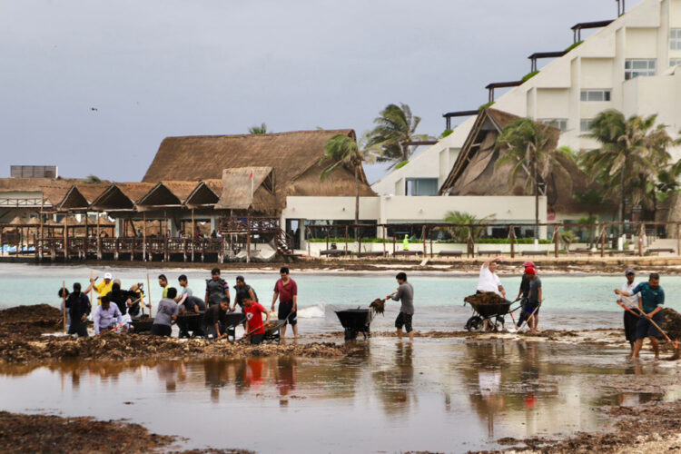 Isla Mujeres intensifica operativo de limpieza de sargazo en Playa Norte
