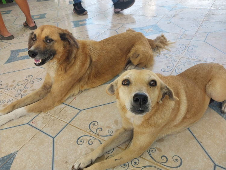 Centro de Bienestar Animal de FCP abre periodo para adopción